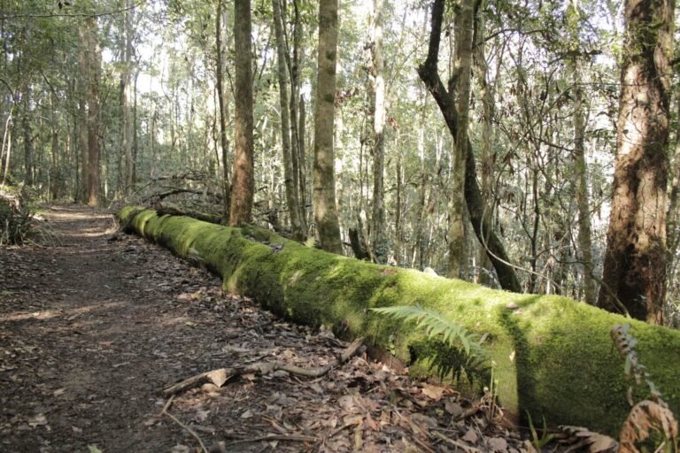 hunterarchaeology-imgg8